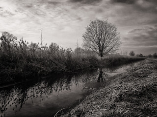 Baum am Kanal