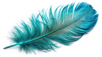 Obraz premium Beautiful closeup of a shiny turquoise feather isolated on white background , Isolated, Nature, Isolated