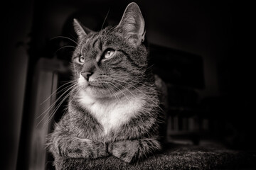 Tomcat