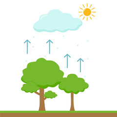 Water Cycle Process Illustration. Transpiration from Plant Illustration