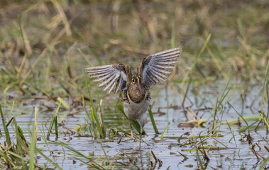 Greater painted-snipe It is a water bird in the order of shorebirds that looks different from most other birds. That is, females are more colorful than males. and does not help the male in incubating.