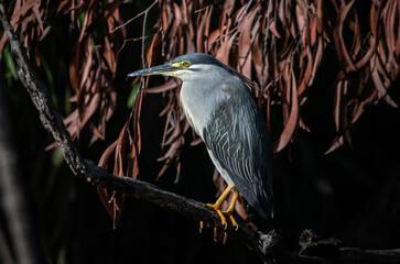 Striated heron (Butorides striata) also known as mangrove heron, little green heron or green-backed heron, is a small heron, about 44 cm tall.