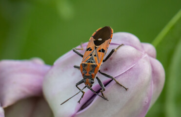 Red Cotton Bug (Cotton Stainer Bug) on calotropis gigantea Flower.
