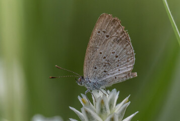 Pointed Ciliate Blue Perched on a grass flower and photographed in macro.