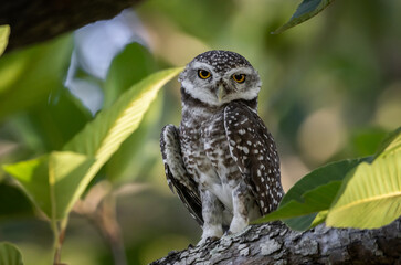 Spotted owlet it is a type of bird of prey such as an owl. that can be found in Thailand.