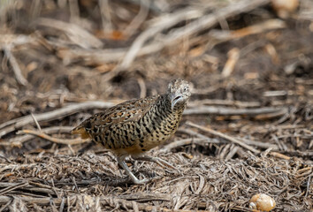 Barred Buttonquail It is a resident bird that can be found in Thailand and Southeast Asia.