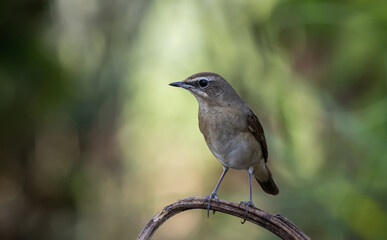 Siberian Rubythroat on the branch animal portrait.