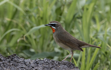 Siberian Rubythroat on the branch animal portrait.