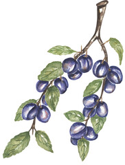 Watercolor botanical sloe berry branch illustration, graphic plant, hand drawn flora element
