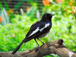 Black bird of Oriental magpie-robin on a branch
