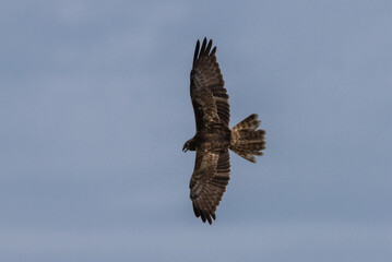 Eastern Marsh Harrier (Circus spilonotus (Kaup, 1847) It is a type of bird of prey. In the family of hawks and eagles  found distributed in East Asia, from China, Korea, Japan to Southeast Asia.