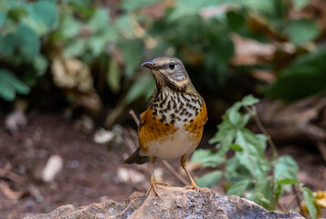 Fototapeta premium Grey-backed thrush It is a migratory bird escaping the cold weather and wandering into Thailand.