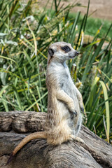 Alert meerkat on a log at Adelaide Zoo