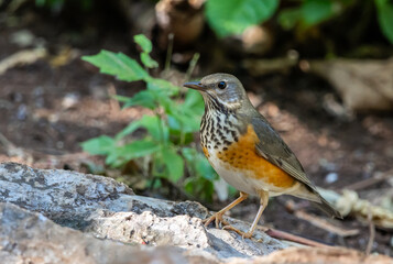 Fototapeta premium Grey-backed thrush It is a migratory bird escaping the cold weather and wandering into Thailand.