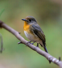 Fototapeta premium Chinese blue flycatcher (Cyornis glaucicomans) It is another bird with beautiful colors.