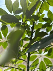 Closeup leaves