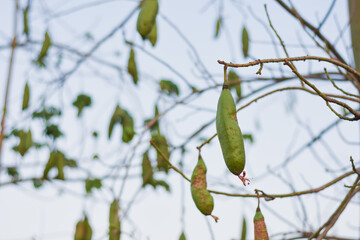 Close-up of a branch with long green fruits hanging down. The background is blurred, showing a...