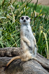Alert meerkat on a log, watchful gaze