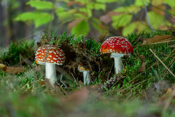 fly agaric mushroom