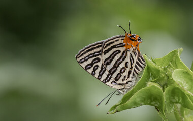 Spindasis syama terana (Club Silverline) on the green leaf macro shot.