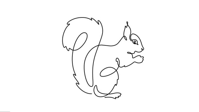 Animated Squirrel eating pet animal line drawing motion graphics. 