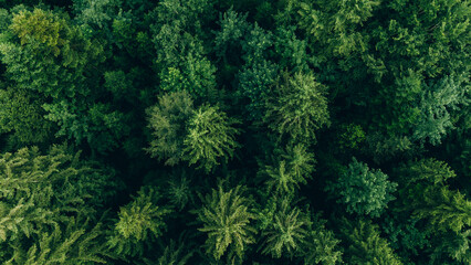 Aerial view of trees in forest in Germany.