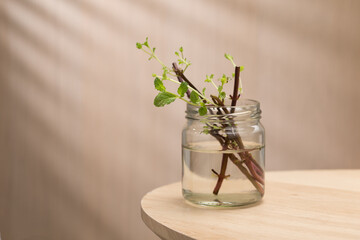 This image illustrates the propagation of peppermint cuttings in water.