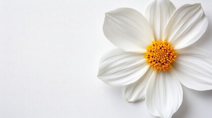 Obraz premium Elegant White Flower with Golden Center on a Clean Background Capturing Purity Serenity and Minimalist Style for Stock Photography
