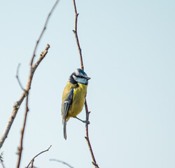 Bluetit