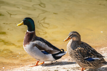 beautiful ducks swimming in the lake