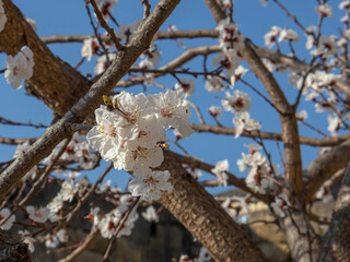 Blooming fruit trees in spring on a clear sunny day. Flowers on apricot branches. The scent of blooming apricot trees spreads throughout the area. Blooming apricot near the ancient fortress wall.