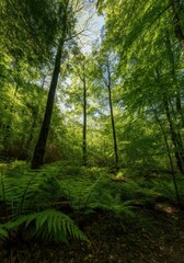 Obraz premium Lush green forest with tall trees and vibrant ferns under a clear sky