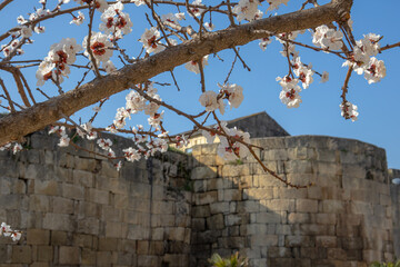 Blooming fruit trees in spring on a clear sunny day. Flowers on apricot branches. The scent of blooming apricot trees spreads throughout the area. Blooming apricot near the ancient fortress wall.