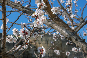 Blooming fruit trees in spring on a clear sunny day. Flowers on apricot branches. The scent of blooming apricot trees spreads throughout the area. Blooming apricot near the ancient fortress wall.