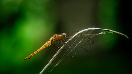 dragonfly on a branch