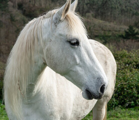 Obraz premium White horse with white mane on the grass in the meadow
