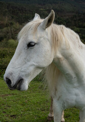 Fototapeta premium Vertical photo of a white horse on the meadow. Close-up of horse head