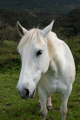 Fototapeta premium A white horse on a farm in the mountains. Close-up of the horse looking at the camera