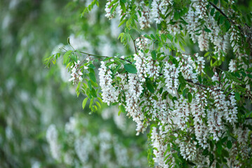 Obraz premium White flowers of acacia in full bloom. Branches of white acacia flowers in spring