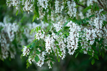 Season of blooming acacia. Close up of blooming branches of white acacia