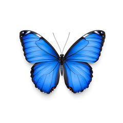 Blue Morpho butterfly isolated on white background