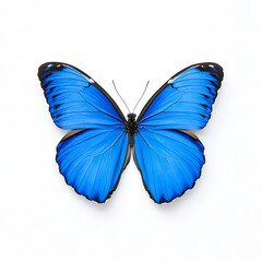 Fototapeta premium Blue Morpho butterfly isolated on white background