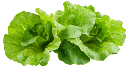 Crisp green lettuce leaves with dewdrops, farm-fresh and organic produce concept, isolated on a white background