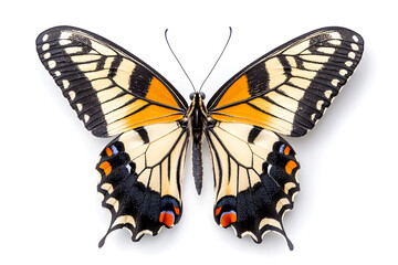 Naklejka premium Butterfly Papilio machaon isolated on white