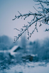 tree in the snow