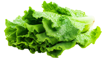 Crisp green lettuce leaves with dewdrops, farm-fresh and organic produce concept, isolated on a white background