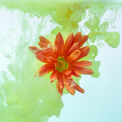 Red orange flower underwater with green ink. Submerged flower on pastel yellow green background. Still life photography, with artistic direction.