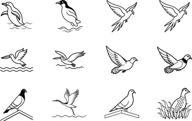 Birds in Flight Penguins, Pigeons, Seagulls, and Parrots Illustrations