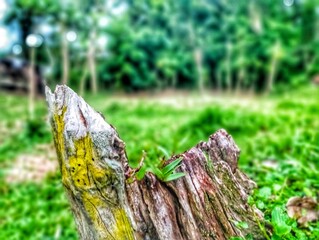 old wooden fence in the park