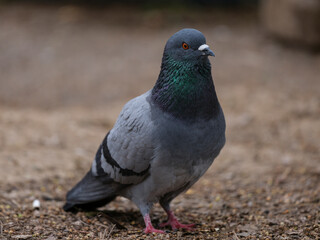 portrait of a beautiful pigeon